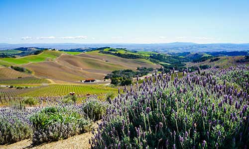 Paso Robles Wine Tour